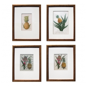 a well-rendered set of 4 european hand-colored pineapple engravings