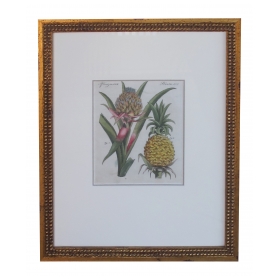 a well-rendered french 18th century hand-colored pineapple engraving