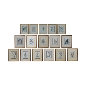 Rare Set of 16 18th Century Hand-colored Engravings by Famed Botanical Artist Elizabeth Blackwell