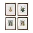 a well-rendered set of 4 european hand-colored pineapple engravings