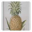 set of 4 european hand-colored pineapple engravings