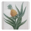 set of 4 european hand-colored pineapple engravings