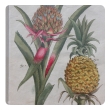 set of 4 european hand-colored pineapple engravings