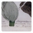 well-executed french hand-colored engraving of La Serpentaire from 'La Botanique Mise a la Portee de tout le Monde' by Genevieve de Nangis Regnault