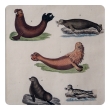 a charming set of 3 german hand-colored copper engravings of seals from the Bilderbuch für Kinder (Picture Book for Children, dated 1798) by F.J. Beruch