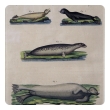 a charming set of 3 german hand-colored copper engravings of seals from the Bilderbuch für Kinder (Picture Book for Children, dated 1798) by F.J. Beruch