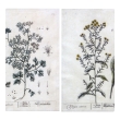 Rare Set of 16 18th Century Hand-colored Engravings by Famed Botanical Artist Elizabeth Blackwell