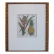 a well-rendered french 18th century hand-colored pineapple engraving