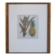 a well-rendered french 18th century hand-colored pineapple engraving