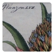 a well-rendered french 18th century hand-colored pineapple engraving