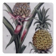 a well-rendered french 18th century hand-colored pineapple engraving