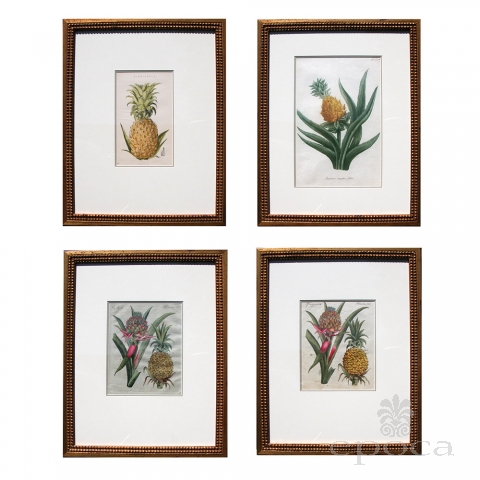 a well-rendered set of 4 european hand-colored pineapple engravings