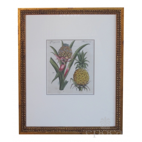 a well-rendered french 18th century hand-colored pineapple engraving